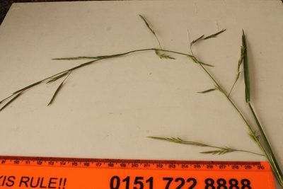 Glyceria notata, photographed by duffyr