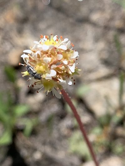Micranthes aprica, photographed by Leah Gardner