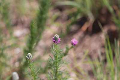 Dalea compacta, photographed by Rich Sommer