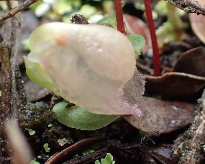 Corybas unguiculatus, photographed by corunastylis
