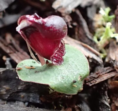 Corybas unguiculatus, photographed by corunastylis