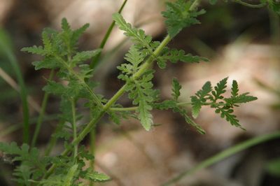 Seymeria texana, photographed by Eric Knight