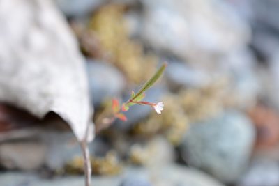 Epilobium minutum, photographed by Alison Northup