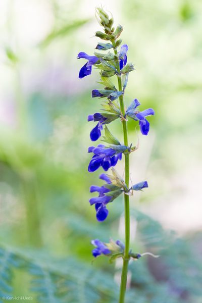 Salvia arizonica, photographed by Ken-ichi Ueda