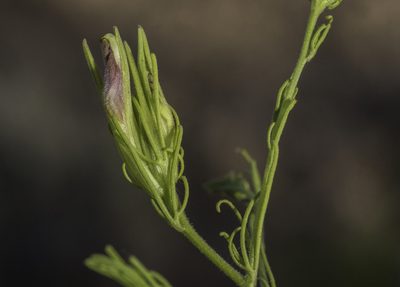Cordylanthus wrightii, photographed by Craig Martin