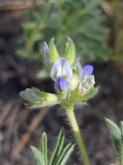 Lupinus kingii, photographed by Alex Abair