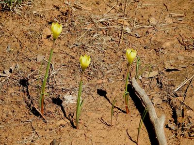 Habranthus longifolius, photographed by Bob Nieman