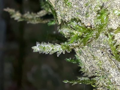 Alleniella hymenodonta, photographed by Leon Perrie