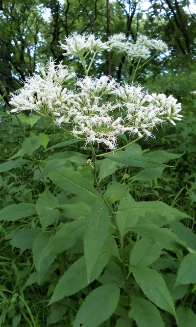 Eupatorium makinoi, photographed by Takashi KOIKE
