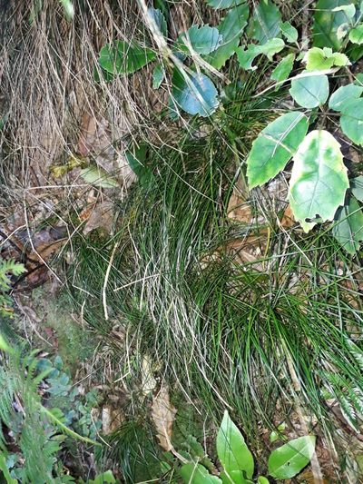 Carex banksiana, photographed by Leon Perrie