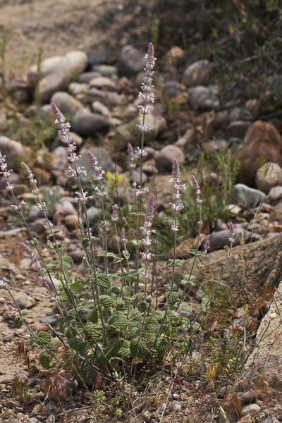 Nepeta olgae, photographed by Вячеслав Юсупов