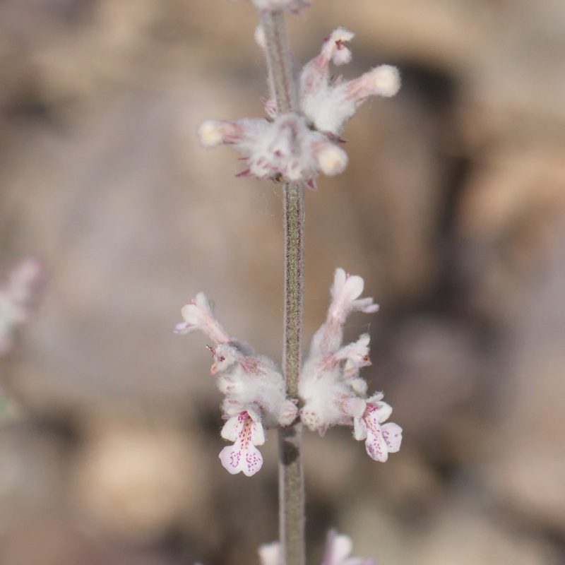 Nepeta olgae, photographed by Вячеслав Юсупов