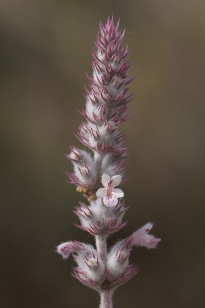 Nepeta olgae, photographed by Вячеслав Юсупов