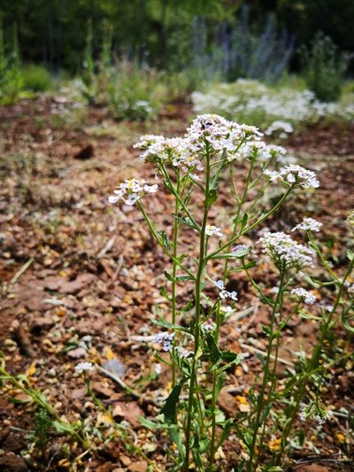 Iberis amara, photographed by Claude Kolwelter