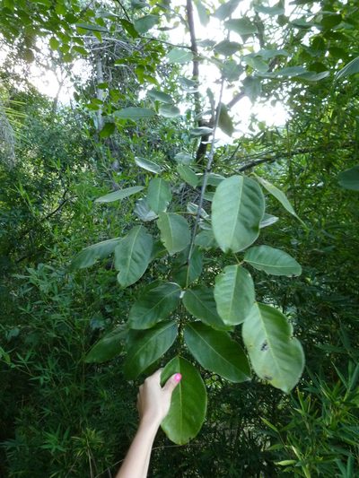 Platymiscium pinnatum, photographed by Daniel A. Monsalve Ortiz