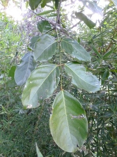 Platymiscium pinnatum, photographed by Daniel A. Monsalve Ortiz