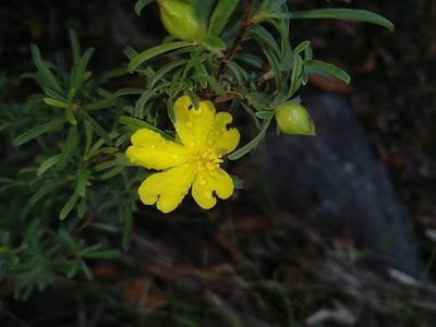 Hibbertia linearis, photographed by Tony van Kampen