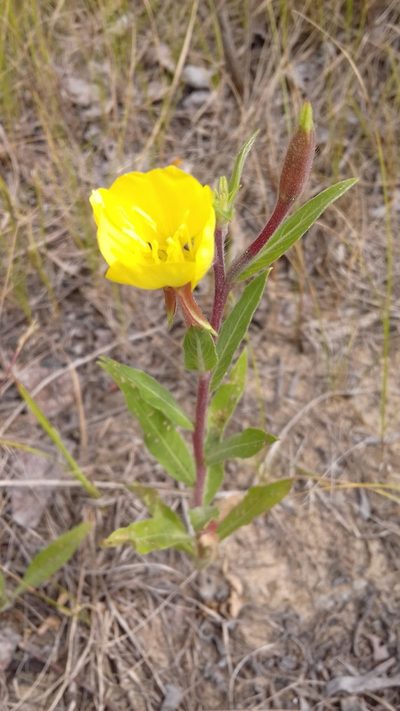 Oenothera × fallax, photographed by Анастасия
