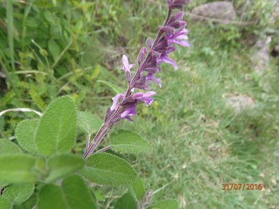 Salvia melissodora, photographed by Fernando Cecor