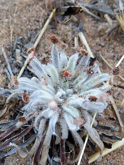 Drosera ordensis, photographed by SJM McFish