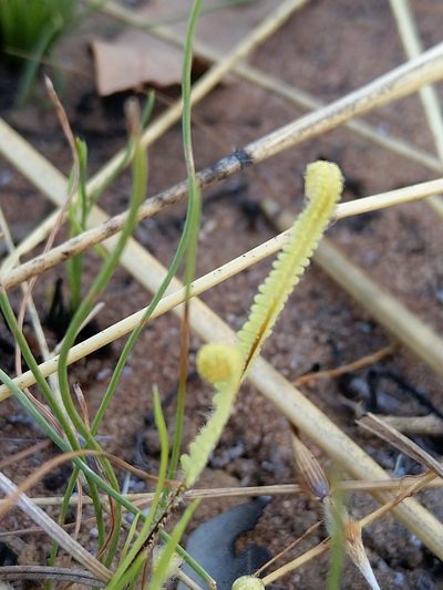 Pteris platyzomopsis, photographed by SJM McFish