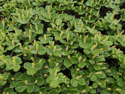 Salix vestita, photographed by Todd Boland