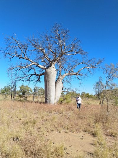 Adansonia gregorii, photographed by SJM McFish