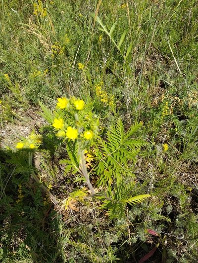 Potentilla conferta, photographed by Svyatoslav Knyazev