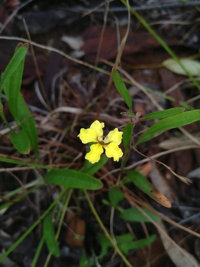 Goodenia delicata, photographed by Tony van Kampen