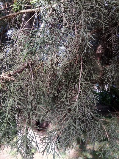 Juniperus chinensis, photographed by Karim Haddad