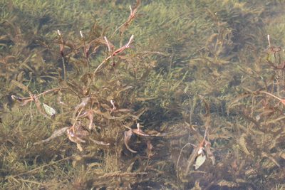 Potamogeton alpinus, photographed by Rob Foster