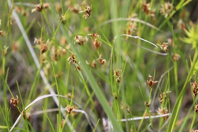 Rhynchospora fusca, photographed by Rob Foster