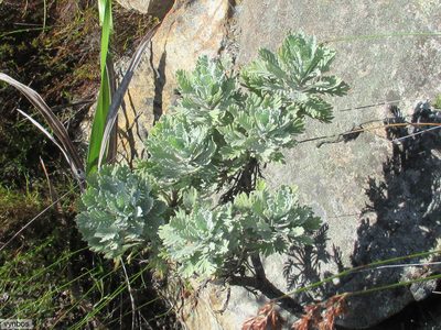 Euryops pectinatus, photographed by Chris Vynbos