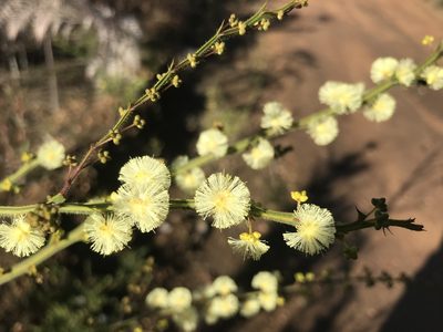 Acacia alata, photographed by Ann Bentley