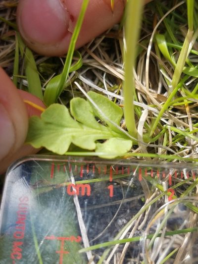 Botrychium simplex, photographed by Sarah Johnson