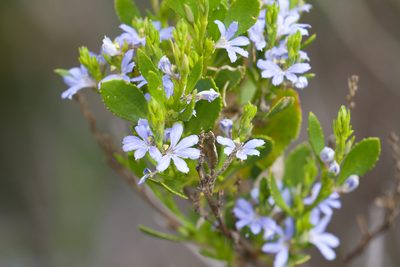 Scaevola angustata, photographed by nevwright