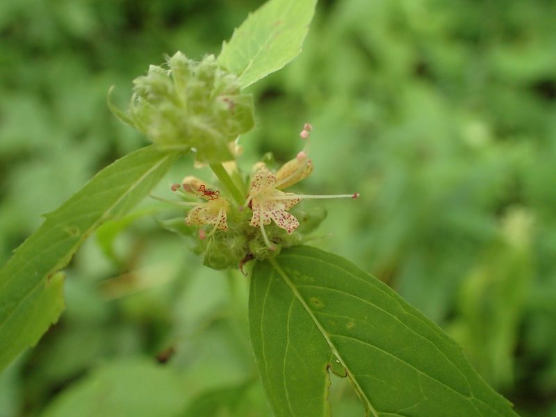 Pycnanthemum montanum, photographed by Evan M. Raskin