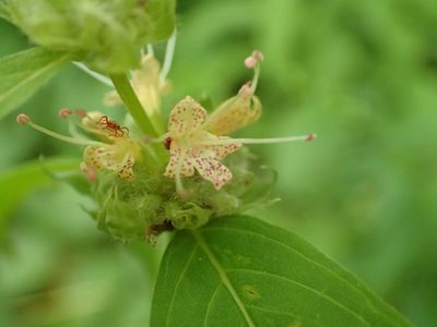 Pycnanthemum montanum, photographed by Evan M. Raskin