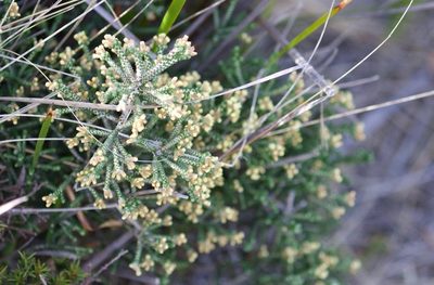 Ozothamnus scutellifolius, photographed by nevwright