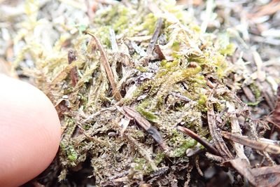 Neoorthocaulis floerkei, photographed by Randal
