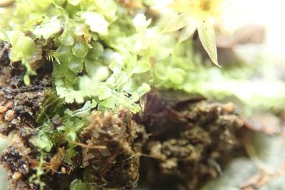 Calypogeia muelleriana, photographed by Randal