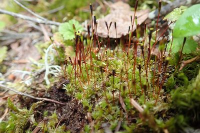 Tayloria serrata, photographed by Randal