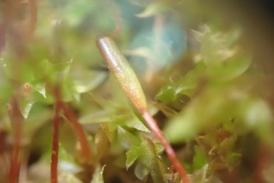 Tayloria serrata, photographed by Randal