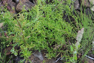 Galium tricornutum, photographed by Dmitriy Bochkov
