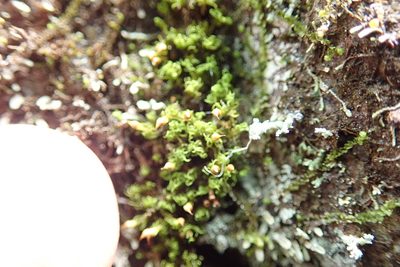 Amphidium lapponicum, photographed by Randal