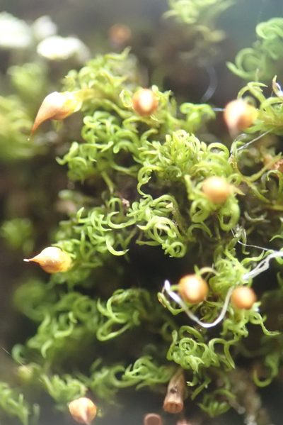 Amphidium lapponicum, photographed by Randal