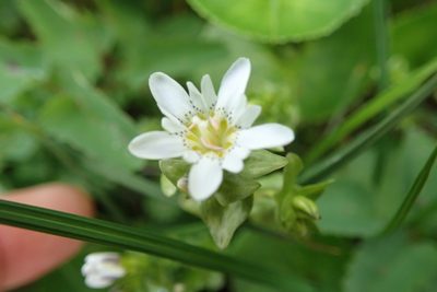 Gentiana douglasiana, photographed by Randal