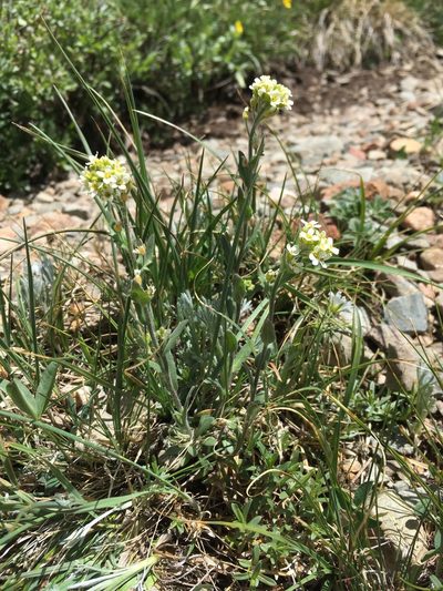 Draba cana, photographed by Cecelia Alexander