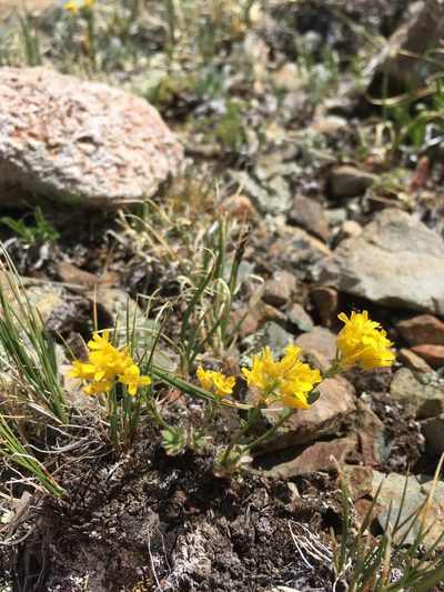 Draba heilii, photographed by Cecelia Alexander