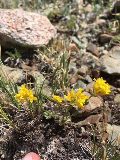Draba heilii, photographed by Cecelia Alexander